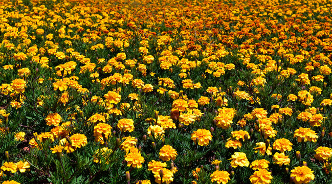 French marigold flowers on garden (Tajetes patula) in Brasilia, Federal District, Brazil