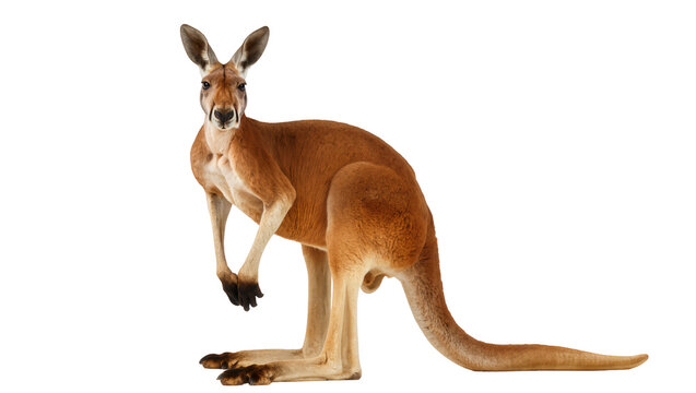 Isolated adult red kangaroo standing upright looking at the viewer with curiosity