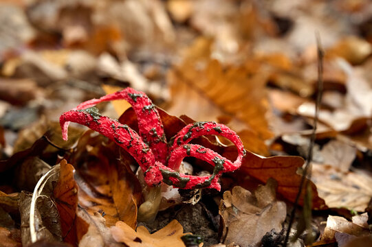 Octopus Stinkhorn (Clathrus archeri) or Devil's Fingers mushroom growing among autumn leaves.