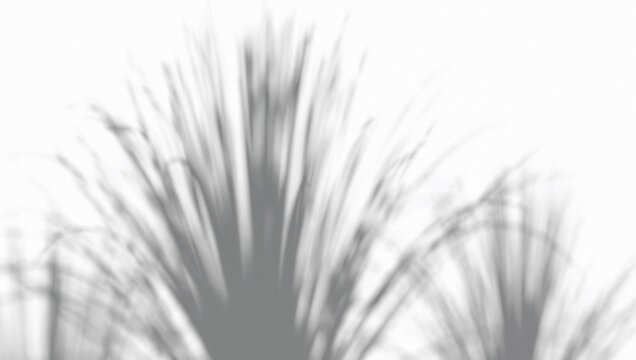 Abstract shadow lemongrass bush on wind background, 3d rendering. Shady of citronella foliage dip on sunny texture backdrop. Natural floral blurred shadows in garden template.