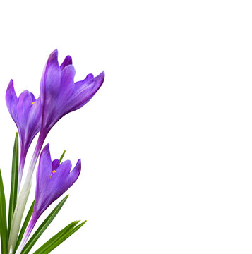 Three purple crocus flowers and leaves in a corner arrangement isolated on white or transparent background