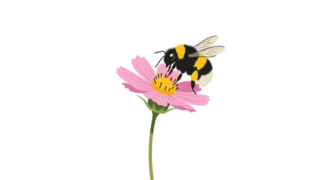 A fuzzy bumblebee with prominent yellow and black stripes perches meticulously on a single pink cosmos flower against a minimalist white background setting.