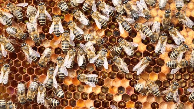 Varroa mite on back of a bee. 
A bee with a varroa mite clinging to its body. 
