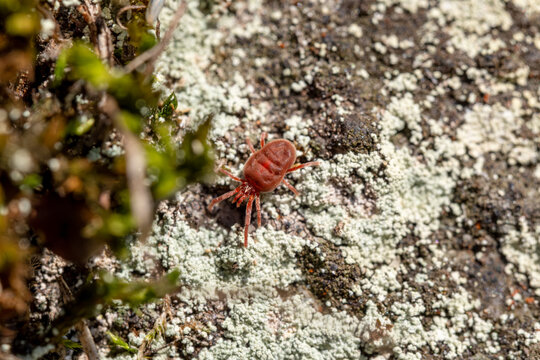 Rote Samtmilbe auf moosigem Felsen