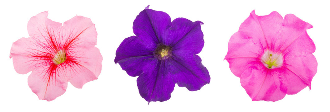 pink and violet flower of petunia isolated on white background