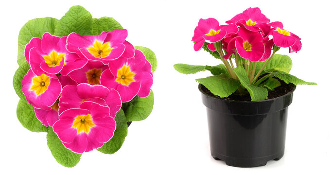 pink primula polyanthus isolated on white. Top view. spring primroses flowers