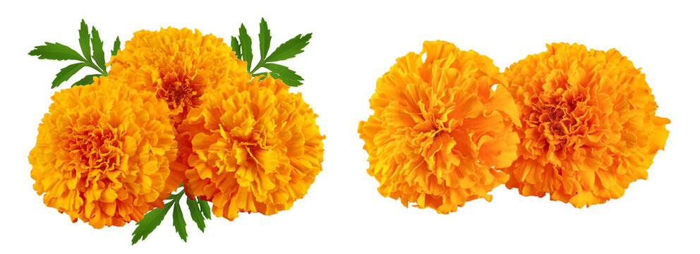fresh marigold or tagetes erecta flower isolated on white background with full depth of field.