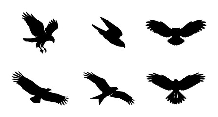 Obraz premium Eagle silhouette collection, 6 flying bird of prey vector icons, black hawk and falcon shapes isolated on white, predatory birds in flight