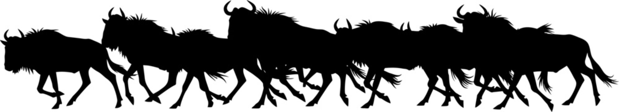 Wildebeest migration herd silhouette isolated on white background for wildlife nature and safari graphic design