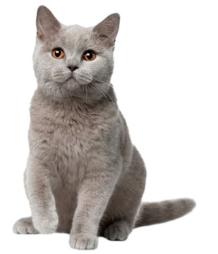 scottish fold cat isolated