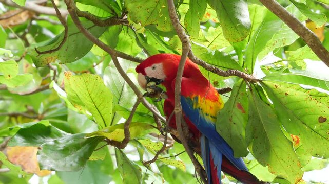 scarlet macaw sitting in wild almond tree, eating almonds 444