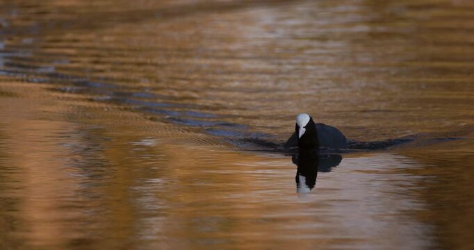 Slow motion of Eurasian coot swimming directly towards camera on golden water during sunset, creating ripples