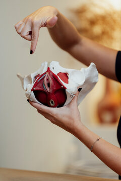 A pelvic anatomy model held by hands in a realistic style on a soft indoor background, illustrating medical education concept