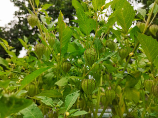 Obraz premium Green Cape Gooseberry (Physalis angulata) growing on a lush plant in the garden. Tropical exotic fruit with unique paper husks. Nature and herbal concept.