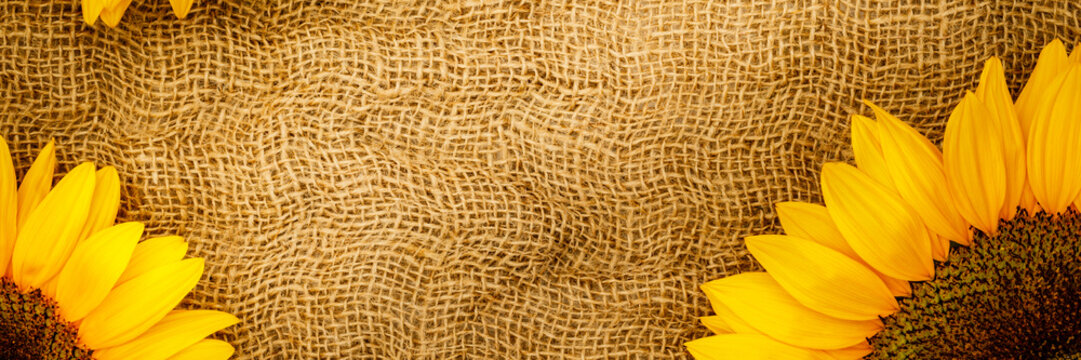 Sunflowers arranged on a burlap background with a natural look and warm tones during daylight