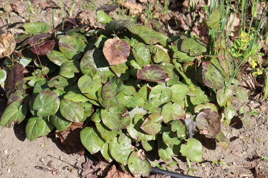 Heart-shaped green leaves of Epimedium pinnatum ssp. colchicum (Horny Goat Weed) in a spring garden