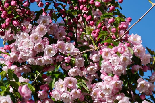 The magnificent blossoms of the crabapple (Malus) in Frankfurt am Main, Germany