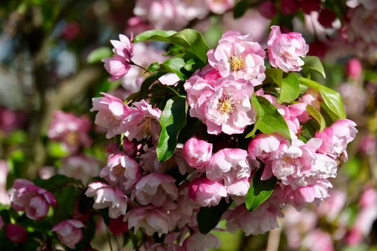 The magnificent blossoms of the crabapple (Malus) in Frankfurt am Main, Germany
