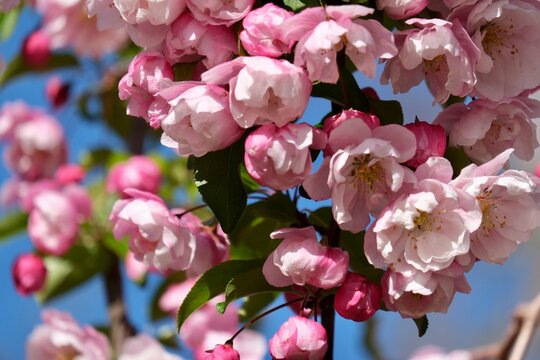 The magnificent blossoms of the crabapple (Malus) in Frankfurt am Main, Germany