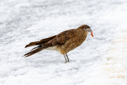 Chimango Caracara with snow background 