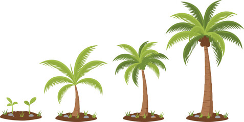 Obraz premium Vector illustration of palm tree growth stages from seedling to mature tree in nature design