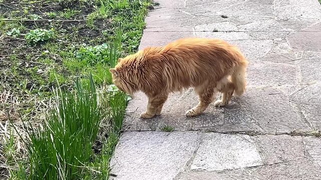 A red fluffy cat walks along a country path