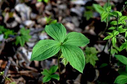 Paris quadrifolia in bloom. It is commonly known as herb Paris or true lover's knot
