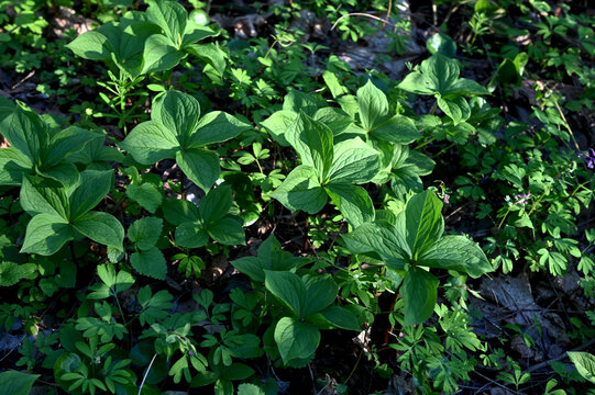 Paris quadrifolia in bloom. It is commonly known as herb Paris or true lover's knot