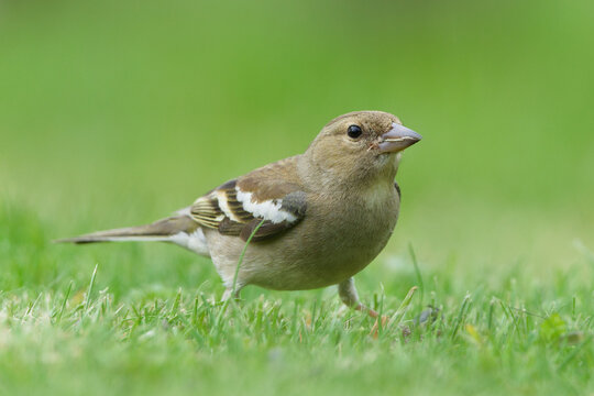 Common Chaffinch (Fringilla coelebs) female standing on grass, common bird species in the Czech Republic