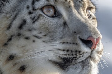 Fototapeta premium Snow leopard looks up with focused eyes, showcasing its thick fur and distinct markings while in its natural habitat on a sunny day