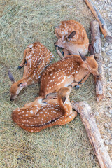 Obraz premium Spotted fallow Deer's lays down on the ground in contact zoo.