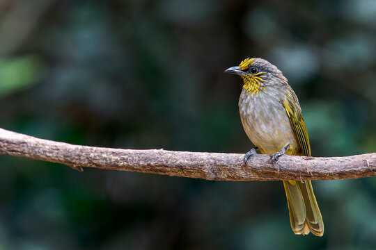 A Stripe-throated Bulbul on a branch in Thailand, Asia.