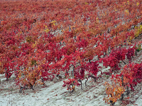 Vineyard rows turning fiery red in autumn season
