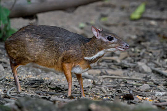 Side view of cute Lesser Mouse-deer stands on the ground in Thailand, Asia.