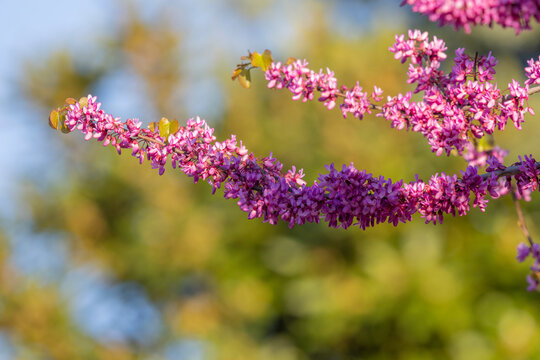 Flowering branch of a Judas tree (Cercis siliquastrum) with vibrant pink blossoms in spring.