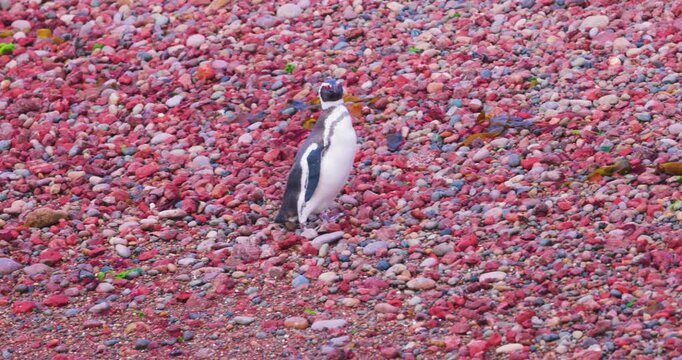 4K video; Magellanic penguin (Spheniscus magellanicus) walking on a pebble beach with striking red pebbles in the vicinity of a rookery at the east coast of Argentina