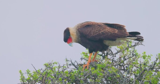 4K video; Caracara (Caracara plancus) balancing in top of tree against light overcast sky in windy weather, Monte Leon National Park Argentina