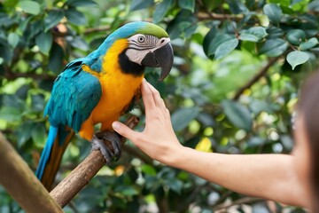 Obraz premium Parrot With Speech Bubble on Orange Background in Studio Setting