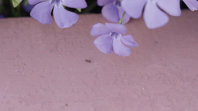 Close-up of blooming Vinca minor flowers against pink wall background. Soft spring floral scene with delicate purple petals.