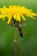 Kwietnik (Misumena vatia), Mniszek lekarski - Taraxacum officinale, pszczoła.  © tom