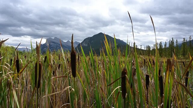 Bullrushes, Mountains and Clouds