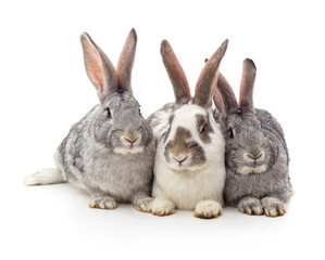 Fototapeta premium Three rabbits sitting together isolated on a white background.