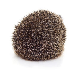 Hedgehog curled into a ball isolated on a white background. © voren1
