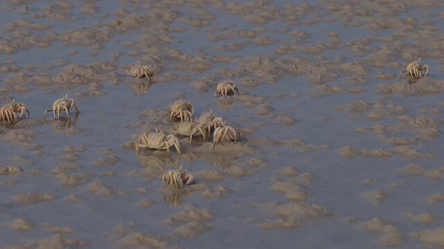 Group of sand bubbler crabs walking on a muddy wetland, socotra island