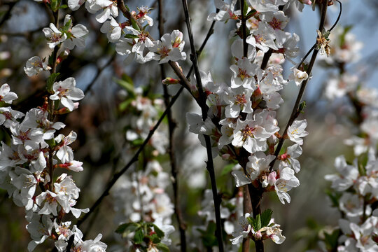 Beautiful white flowers. Prunus tomentosa (Nanking cherry).