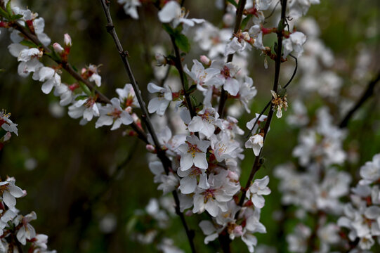 Beautiful white flowers. Prunus tomentosa (Nanking cherry).