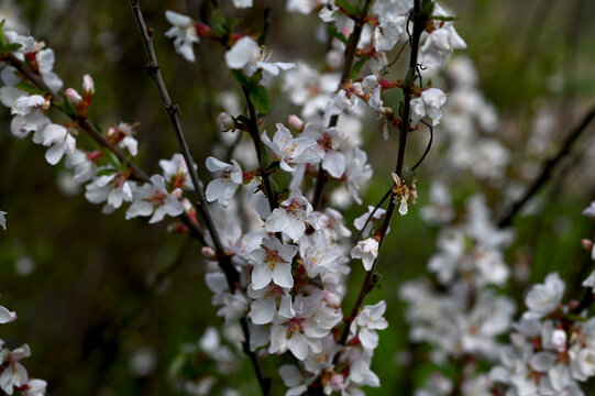 Beautiful white flowers. Prunus tomentosa (Nanking cherry).