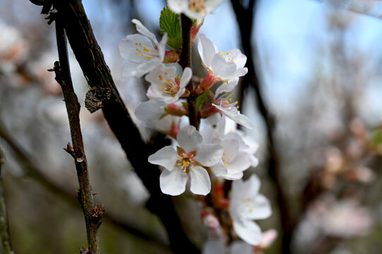 Beautiful white flowers. Prunus tomentosa (Nanking cherry).