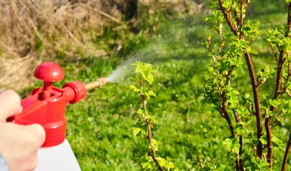 A man sprays redcurrant bushes with a hand-held sprayer to control garden pests and diseases. © Natallya_ph