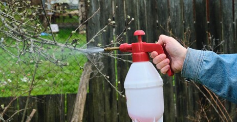 A man in a blue denim jacket uses a hand-held sprayer to treat fruit trees with pesticides and garden diseases. © Natallya_ph